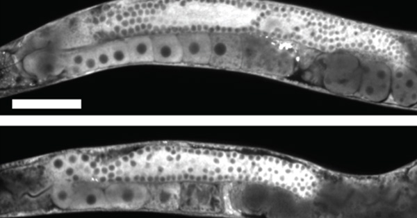 article primary image