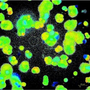 Advice On Choosing a Camera for Calcium and Voltage Imaging_image_1.jpg