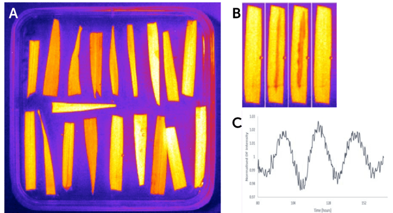 Delayed Fluorescence Imaging_image_01.png