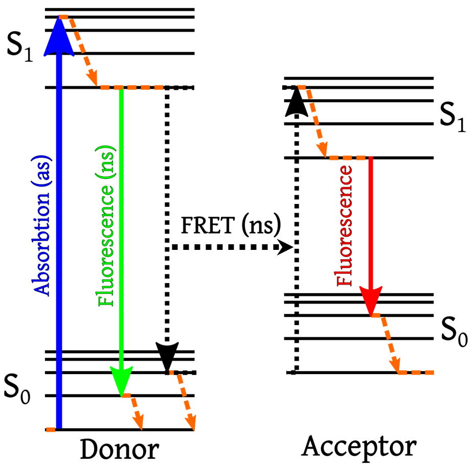 F&ouml;rster Resonance Energy Transfer (FRET)_images-1.png