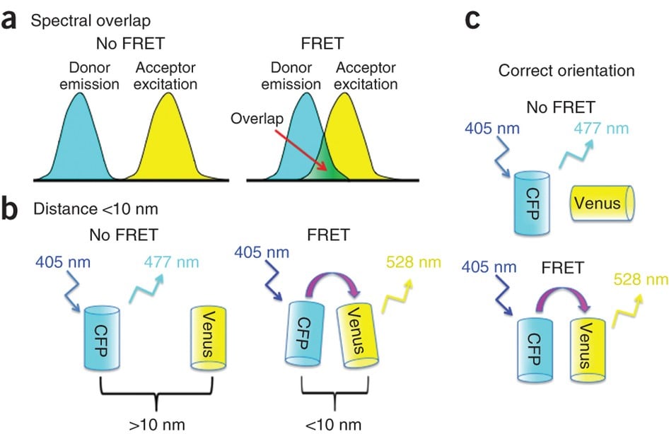 F&ouml;rster Resonance Energy Transfer (FRET)_images-2.png
