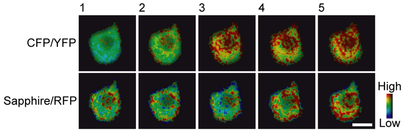 F&ouml;rster Resonance Energy Transfer (FRET)_images-4.png