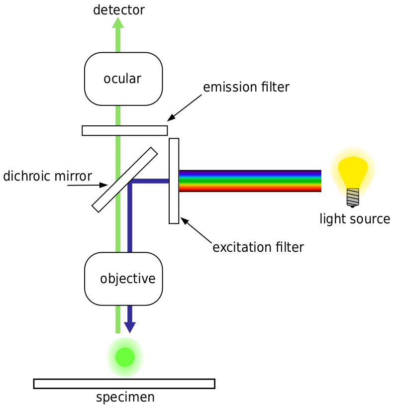 Fluorescence Imaging_image_4.png