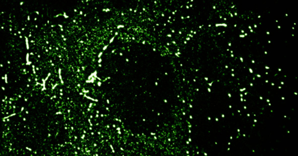 article primary image