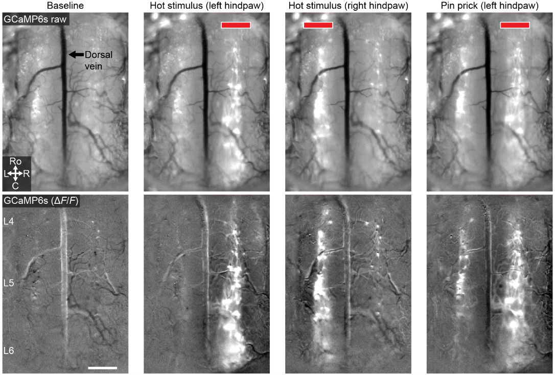 article primary image