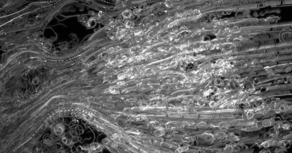 Live Cell Imaging at Heidelberg University Medical School Biology Diagrams