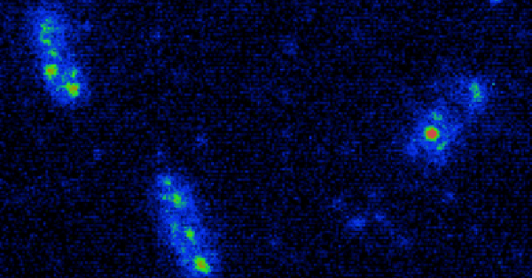 Single Molecule Biophysics | Teledyne Vision Solutions