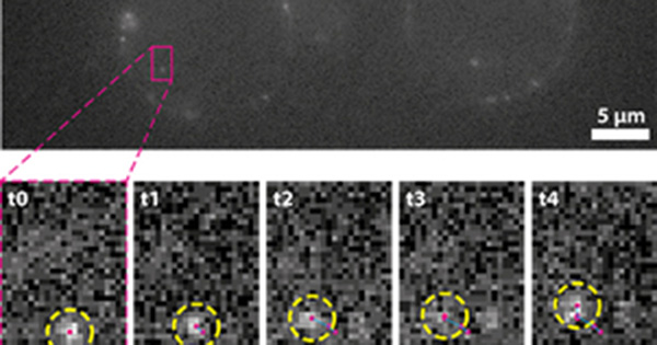 Single Molecule Imaging | Teledyne Vision Solutions