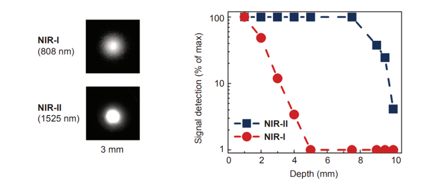 In Vivo Fluorescence Imaging-image-1.png