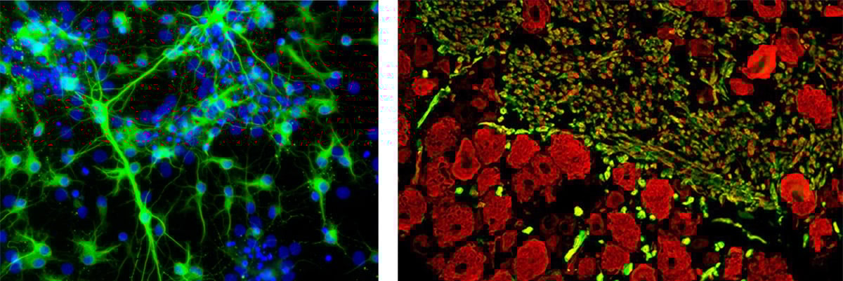 neuroscience-samples1.jpg